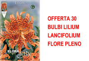 OFFERTA 30 BULBI LILIUM LANCIFOLIUM FLORE PLENO