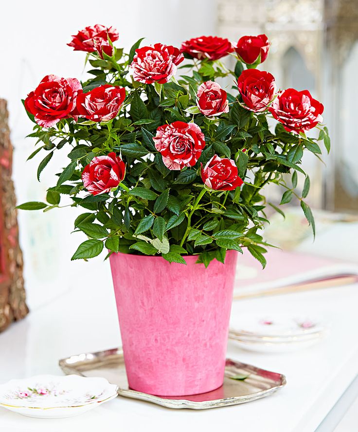 3 PIANTE DI ROSA PARADE GIGI VASO 10.5CM