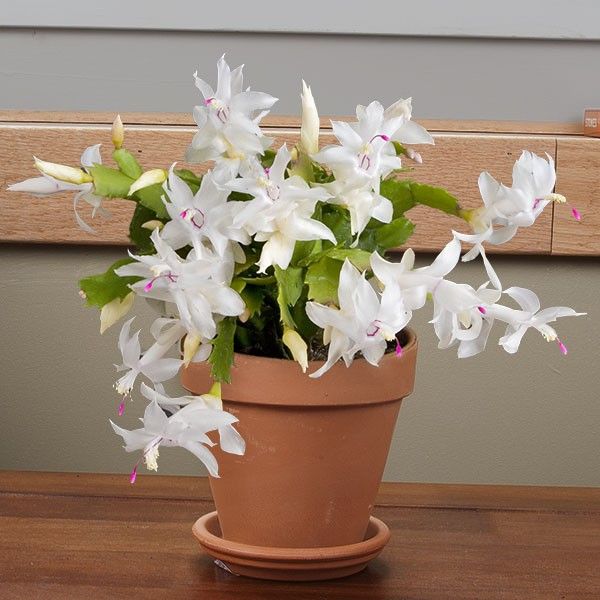 SCHLUMBERGERA CACTUS DI NATALE IN VASO 12CM COLORE ASSORTITO