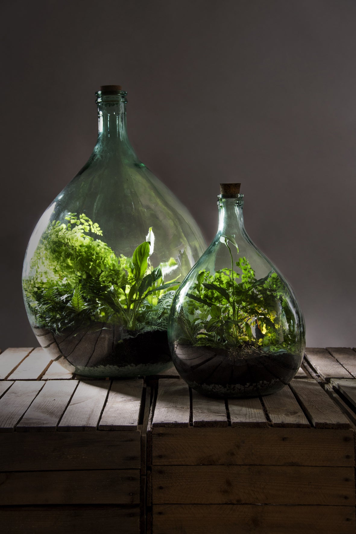 TAPPO IN SUGHERO CON LED PER ECOSISTEMA TERRARIUM