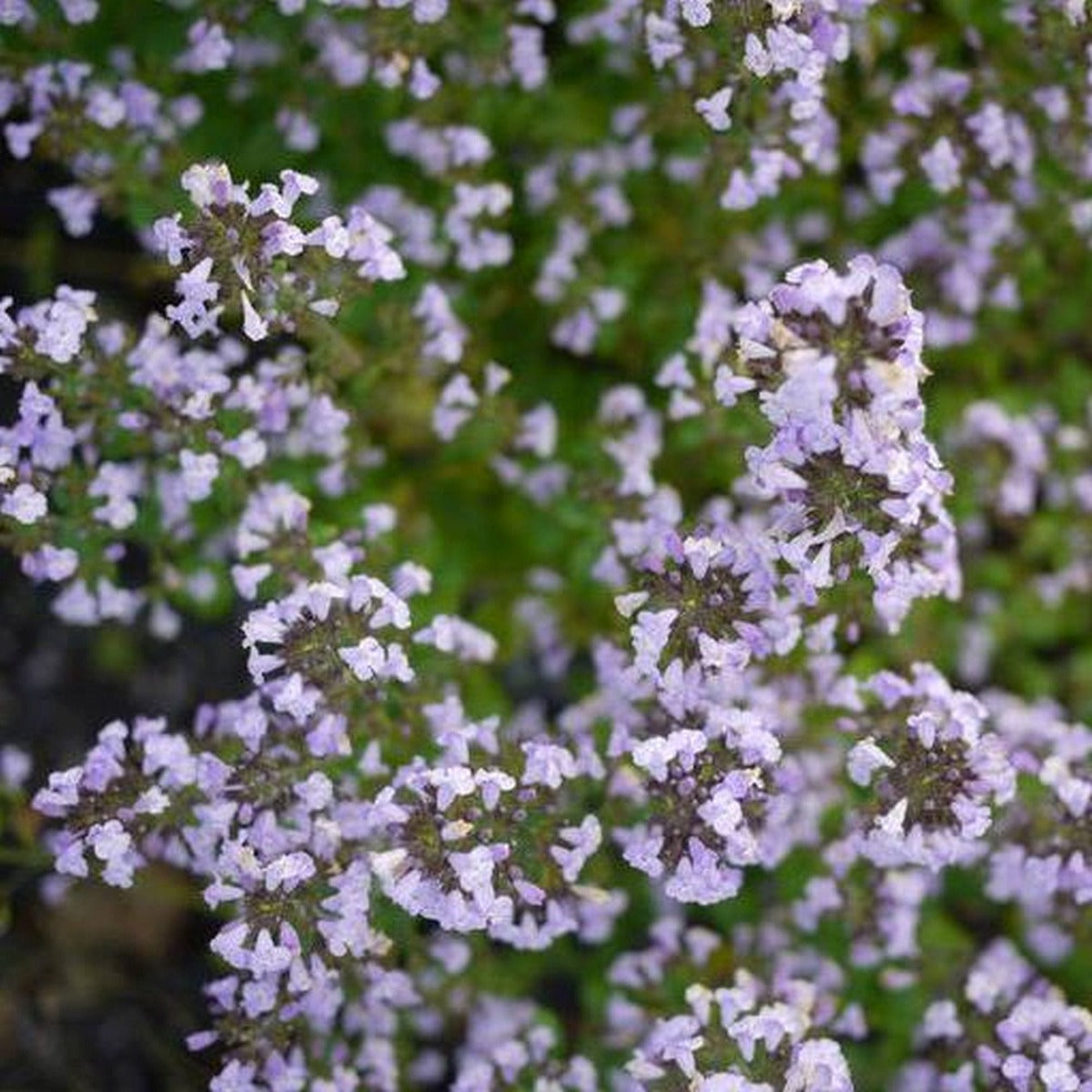 CALAMINTHA NEPETA BLUE CLOUD IN VASO 17CM