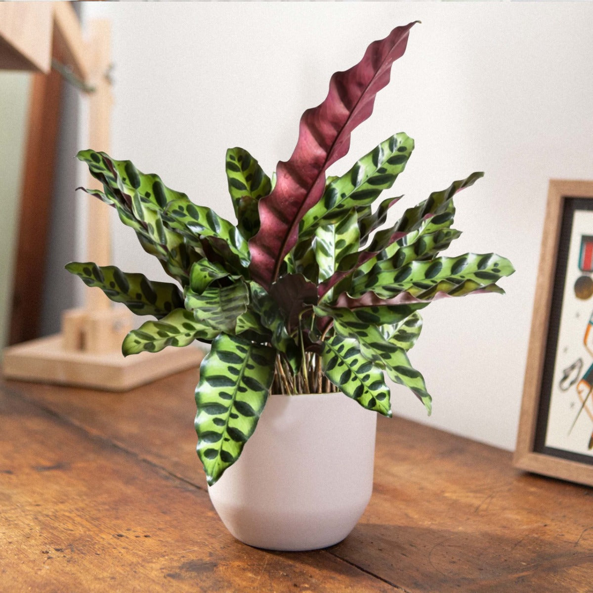 CALATHEA INSIGNIS IN VASO 11CM