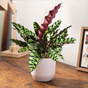 CALATHEA INSIGNIS IN VASO 11CM