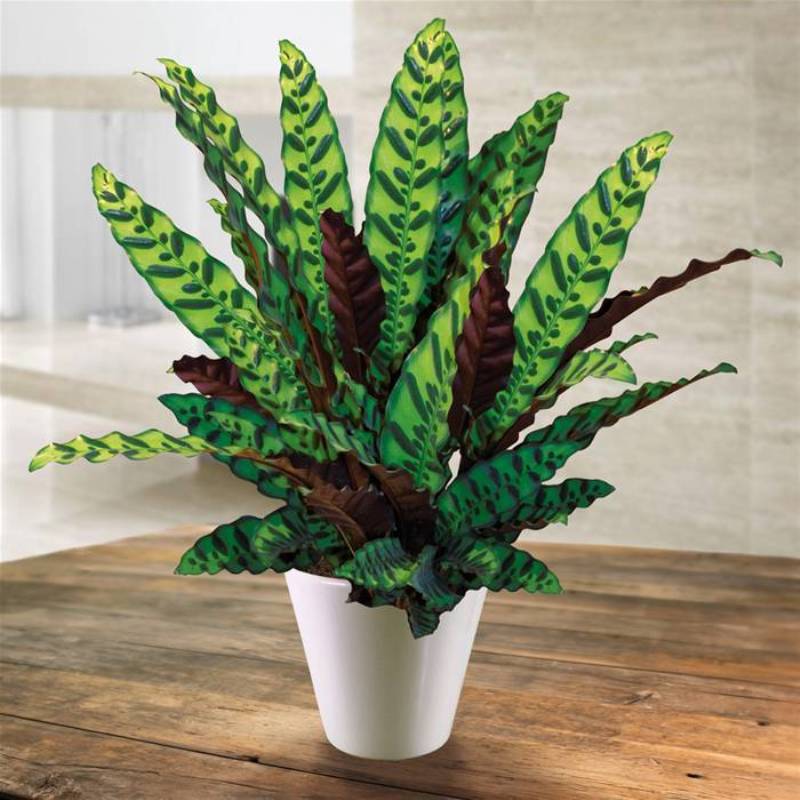 CALATHEA LANCIFOLIA IN VASO 14CM