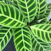 Calathea Zebrina in vaso da 19 cm