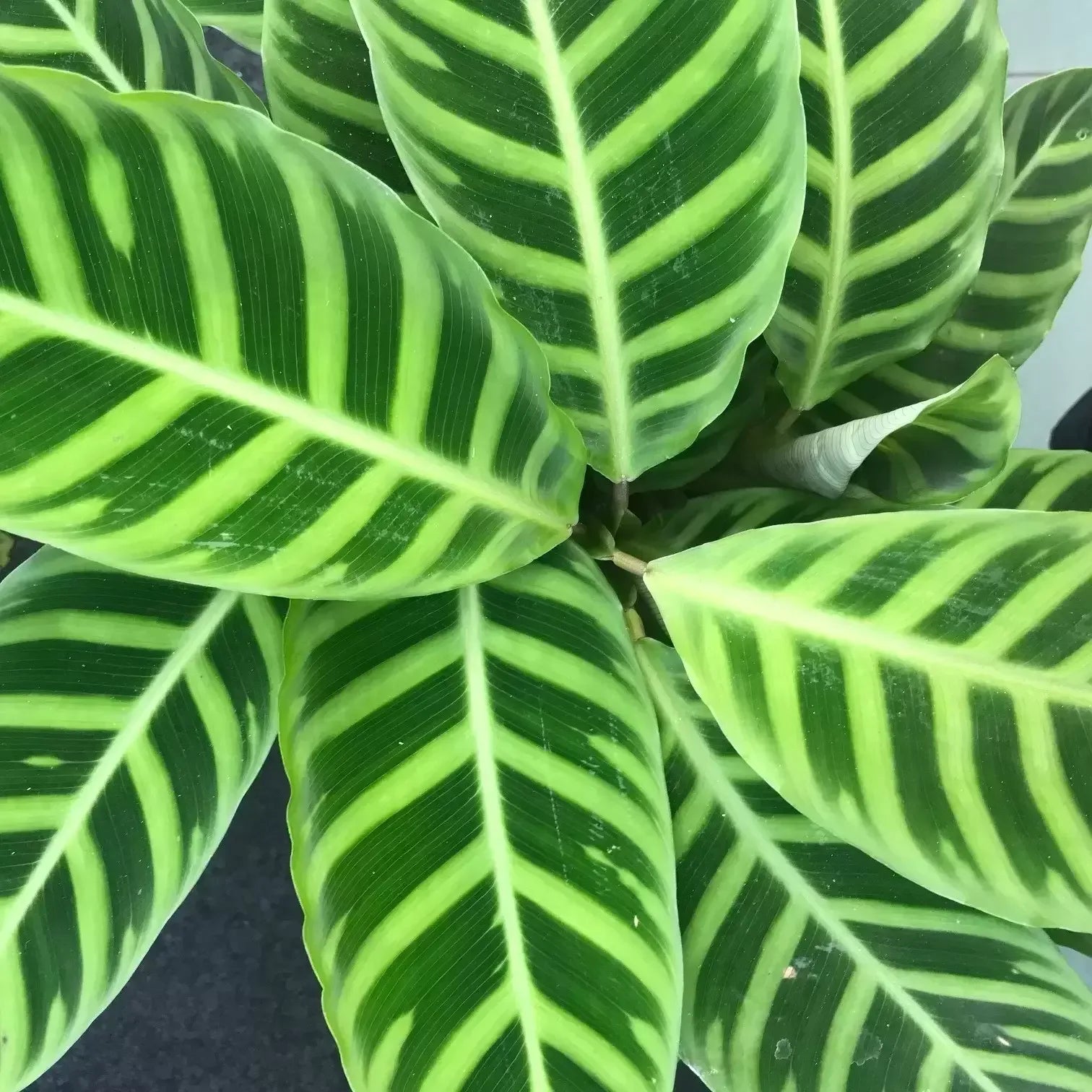 Calathea Zebrina in vaso da 19 cm