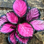 CALATHEA CRIMSON IN VASO DA 17CM