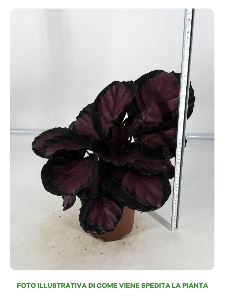 CALATHEA CRIMSON IN VASO DA 17CM