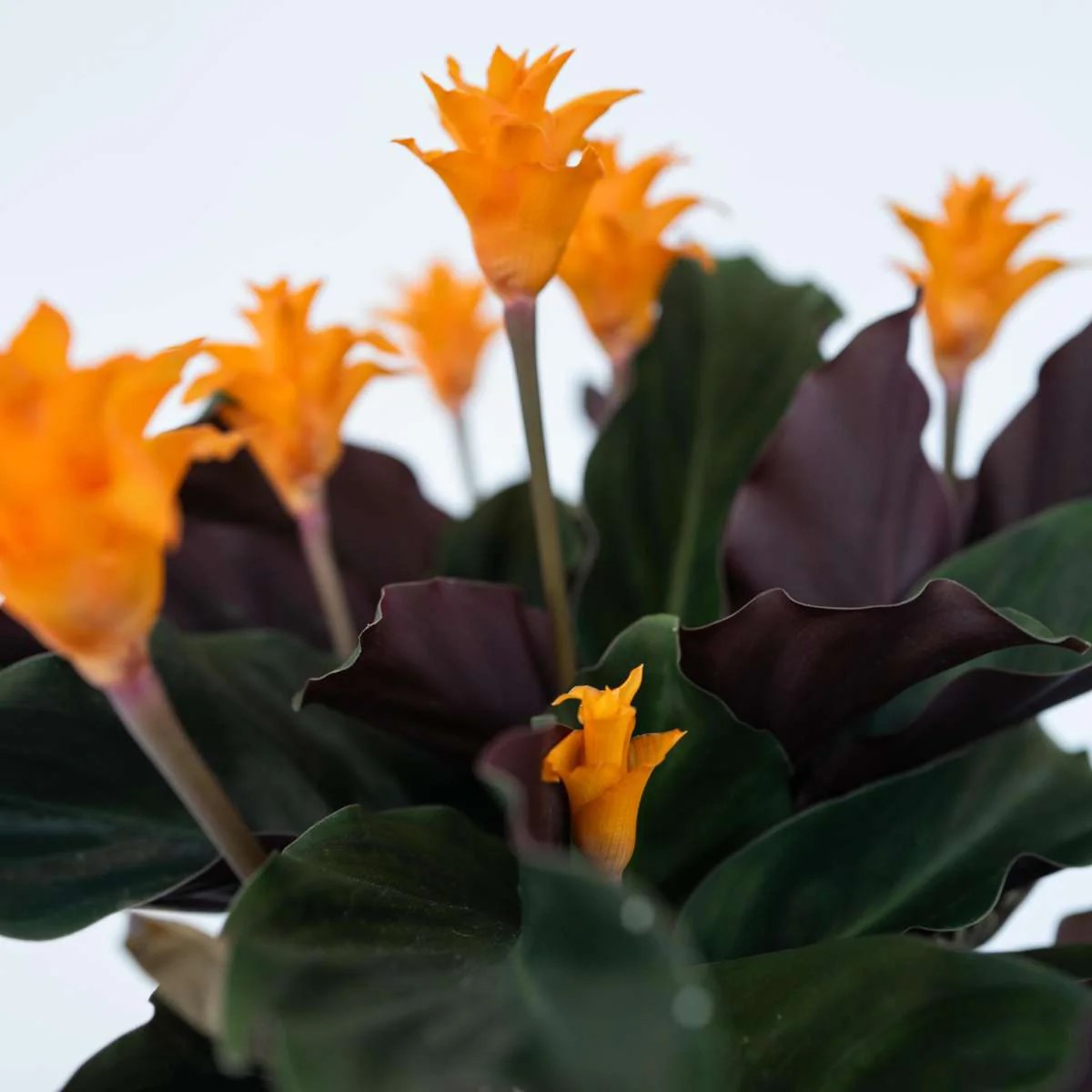 CALATHEA CROCATA TASSMANNIA IN VASO DA 14CM