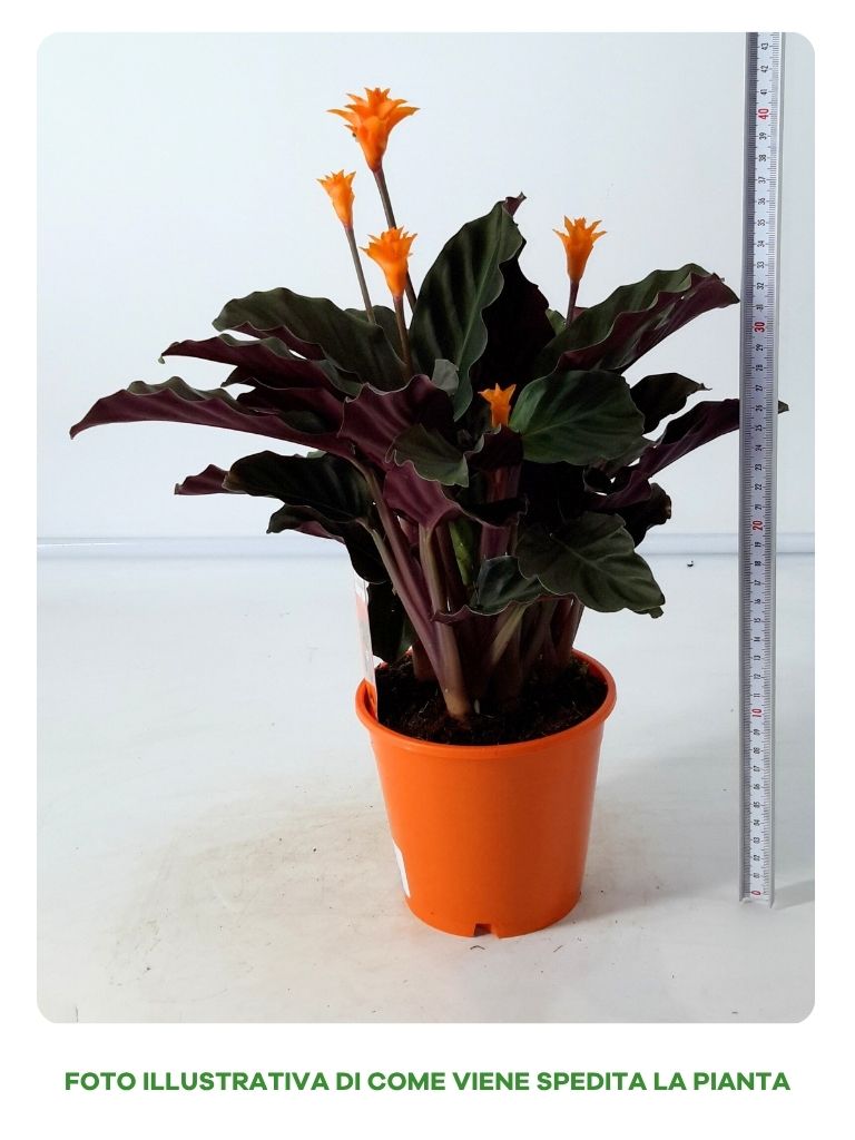 CALATHEA CROCATA TASSMANNIA IN VASO DA 14CM