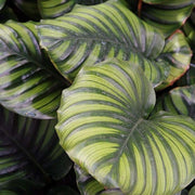 CALATHEA FASCIATA IN VASO DA 17CM