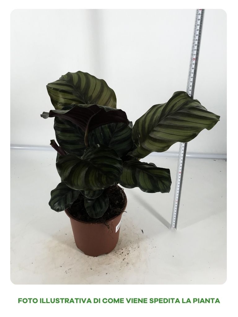 CALATHEA FASCIATA IN VASO DA 17CM
