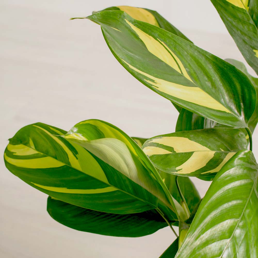 CALATHEA GOLDEN MOSAIC IN VASO DA 17CM