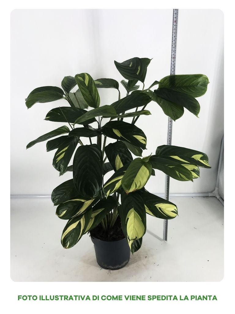 CALATHEA GOLDEN MOSAIC IN VASO DA 17CM