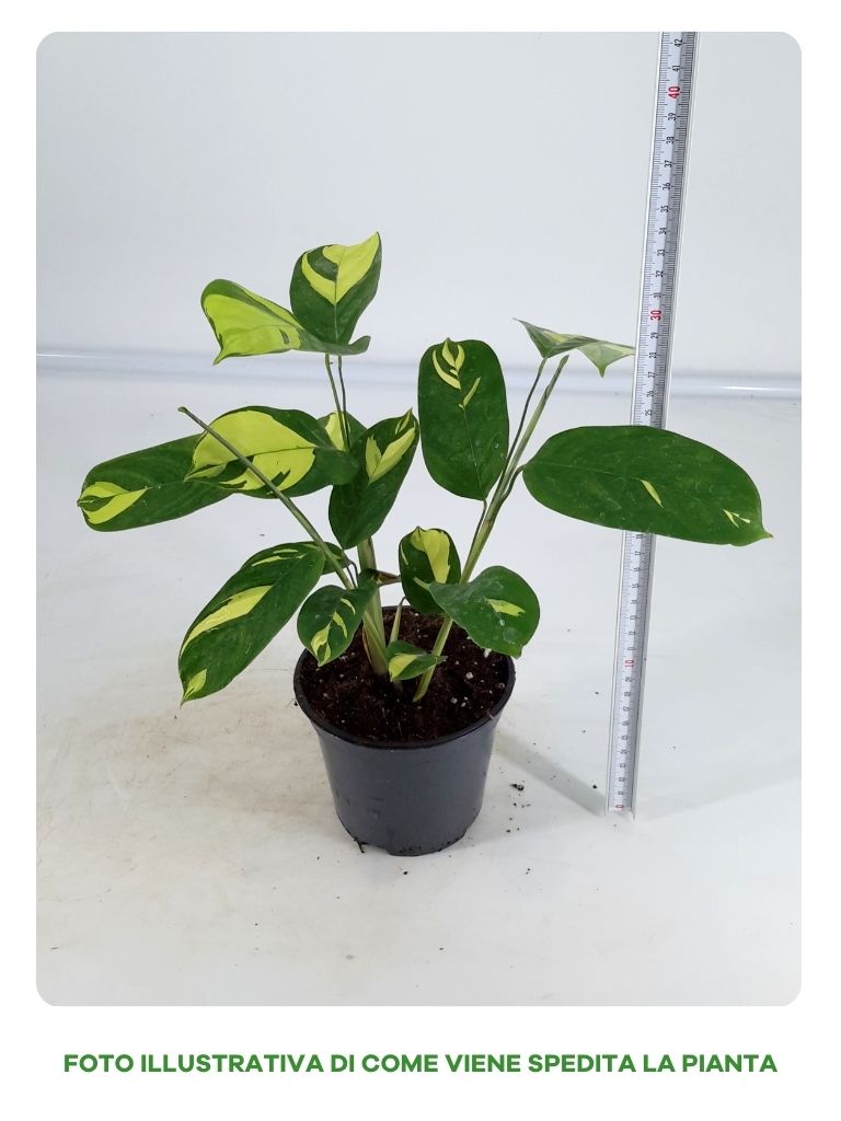 CALATHEA GOLDEN MOSAIC IN VASO DA 12CM
