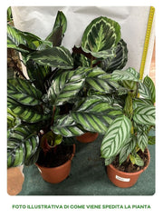 CALATHEA IN VARIETA' IN VASO 17CM ASSORTITO