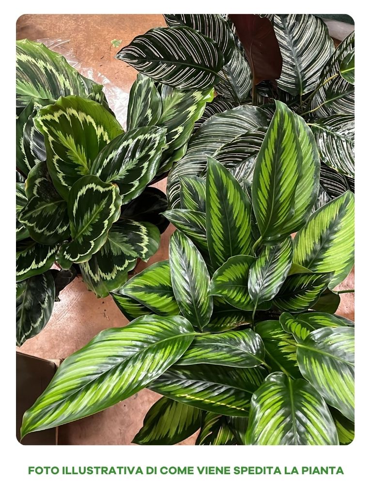 CALATHEA IN VARIETA' IN VASO 24CM ASSORTITO