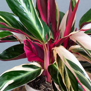 CALATHEA TRIOSTAR IN VASO DA 12CM