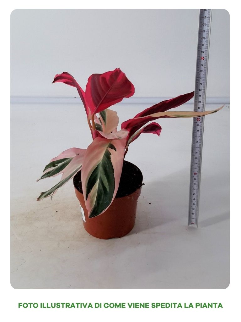 CALATHEA TRIOSTAR IN VASO DA 12CM
