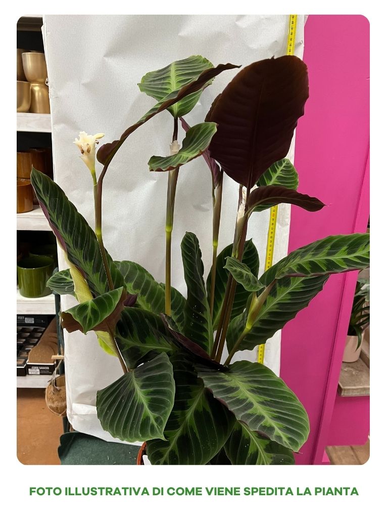 CALATHEA WARSEWICSZII IN VASO 19CM