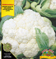 6 PIANTE IN PACK CAVOLFIORE BIANCO PRECOCE