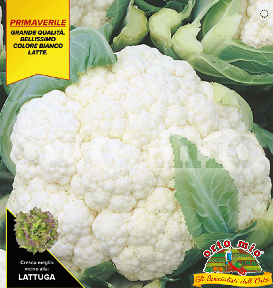 6 PIANTE IN PACK CAVOLFIORE BIANCO PRECOCE