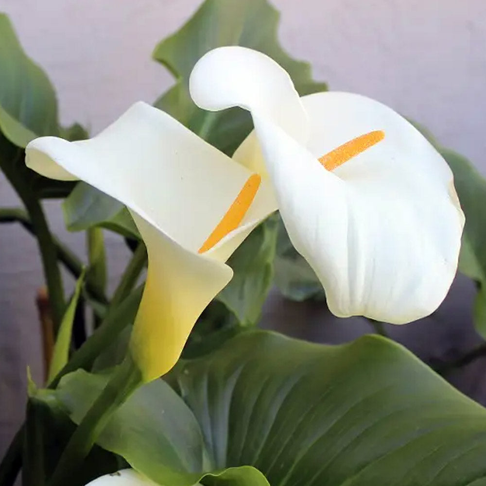 CALLA RITA ZANTEDESCHIA AETHIOPICA IN VASO 18CM