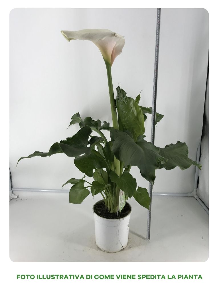CALLA RITA ZANTEDESCHIA AETHIOPICA IN VASO 18CM
