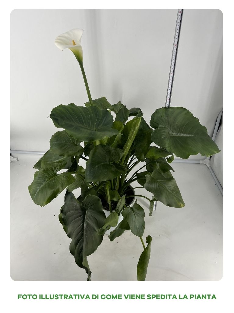 CALLA ZANTEDESCHIA BIANCA VASO 14CM