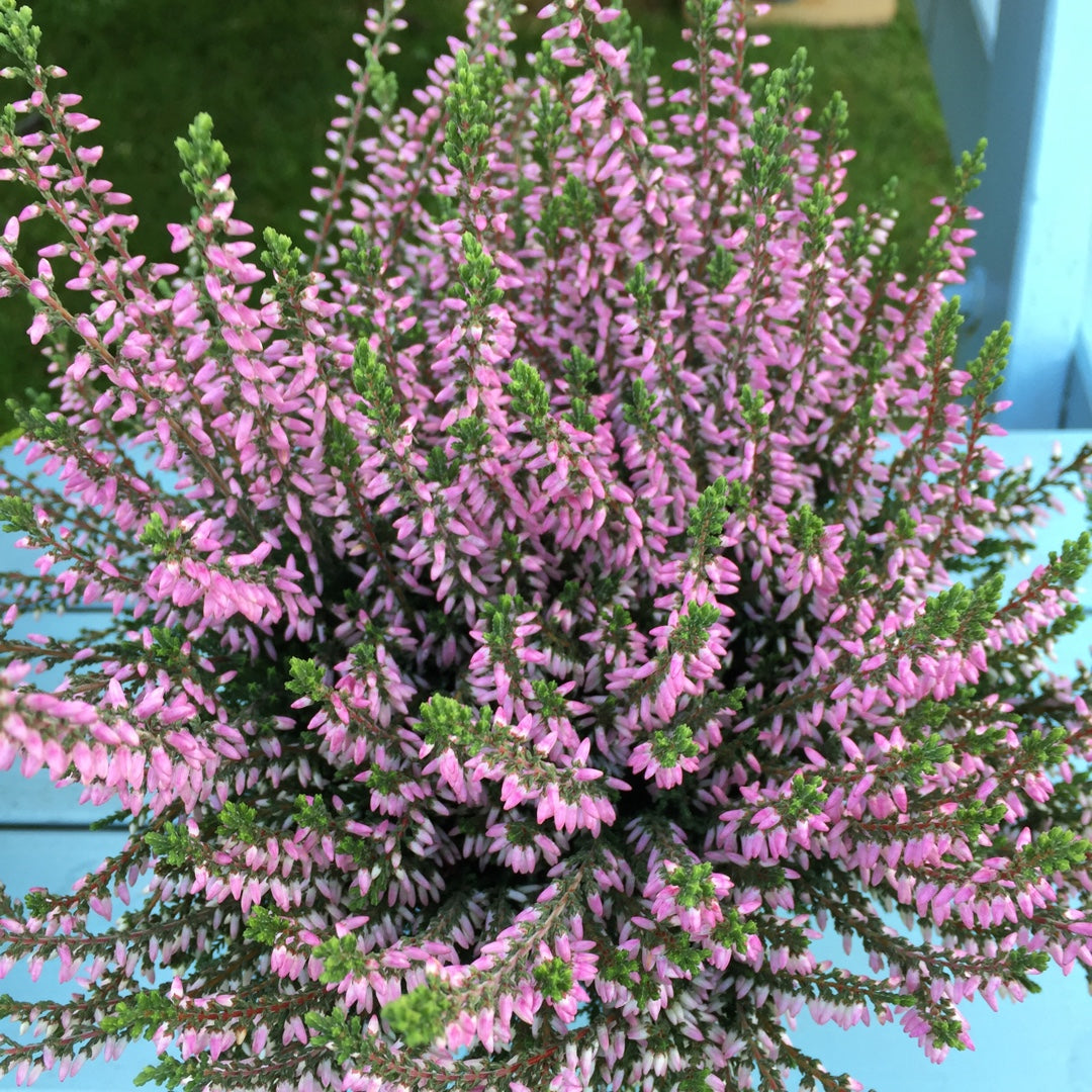 OFFERTA 3 PIANTE DI CALLUNA ERICA ROSA VASO 12CM
