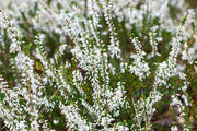 CALLUNA GARDEN GIRL BIANCA IN VASO DA 12CM