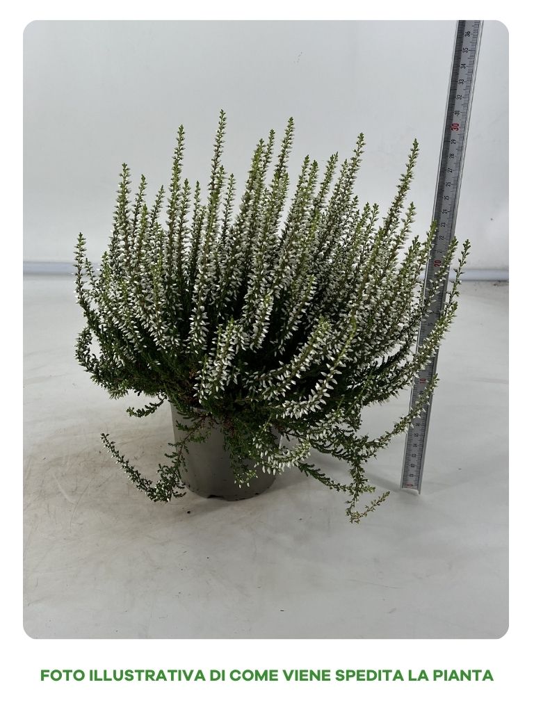 CALLUNA GARDEN GIRL BIANCA IN VASO DA 12CM