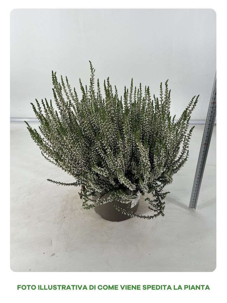 CALLUNA GARDEN GIRL BIANCA IN VASO DA 17CM
