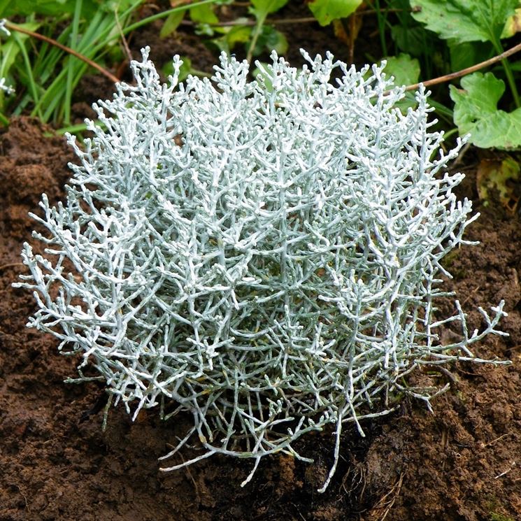 CALOCEPHALUS MUEHLENBECKIA IN VASO 13CM