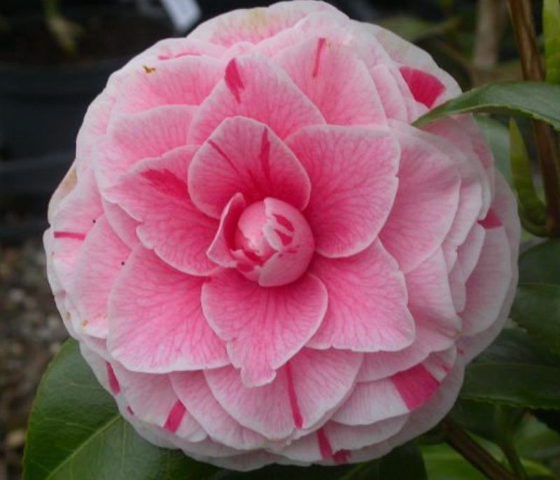 CAMELIA JAPONICA BONOMIANA VASO 19CM
