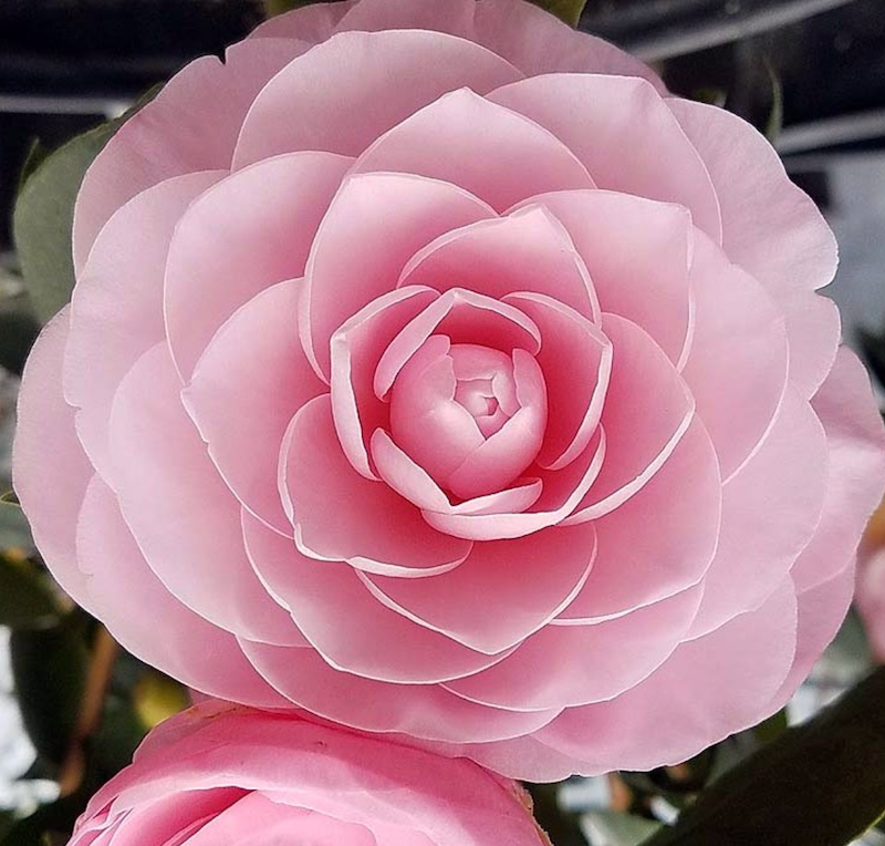 CAMELIA JAPONICA PEARL MAXWELL VASO 19CM