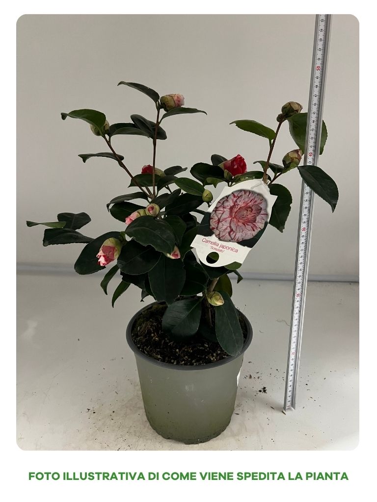 CAMELIA JAPONICA IN VASO DA 17CM