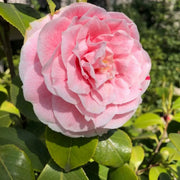 CAMELIA JAPONICA ROSA IN VASO DA 22CM