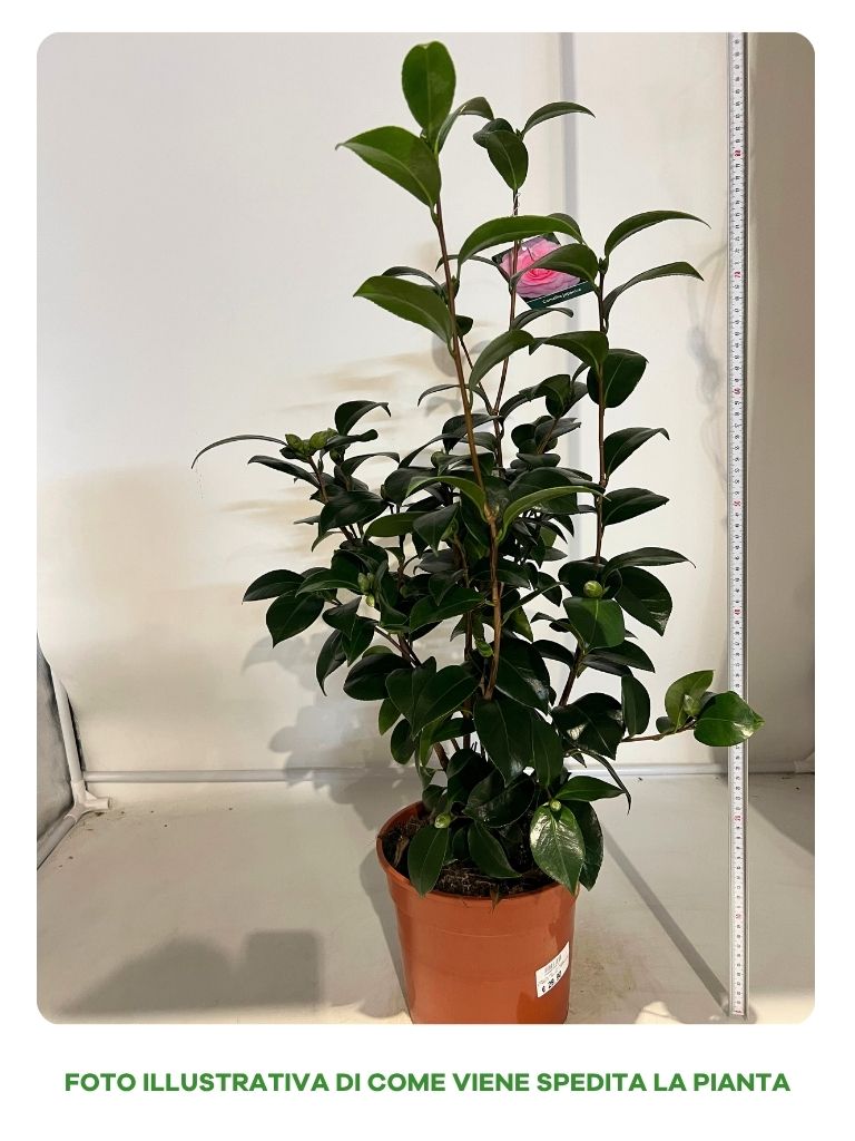 CAMELIA JAPONICA ROSA IN VASO DA 22CM