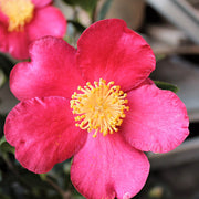 CAMELIA SASANQUA YULETIDE VASO 15CM