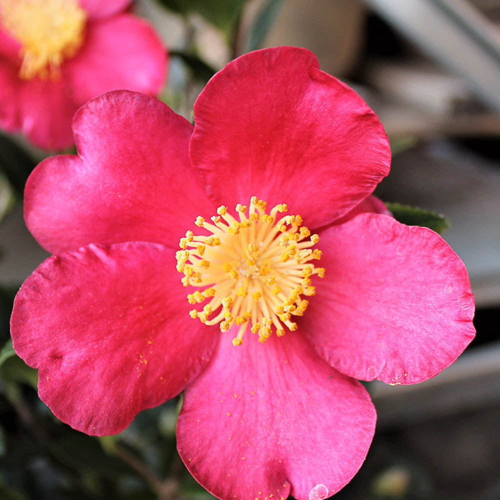 CAMELIA SASANQUA YULETIDE VASO 15CM