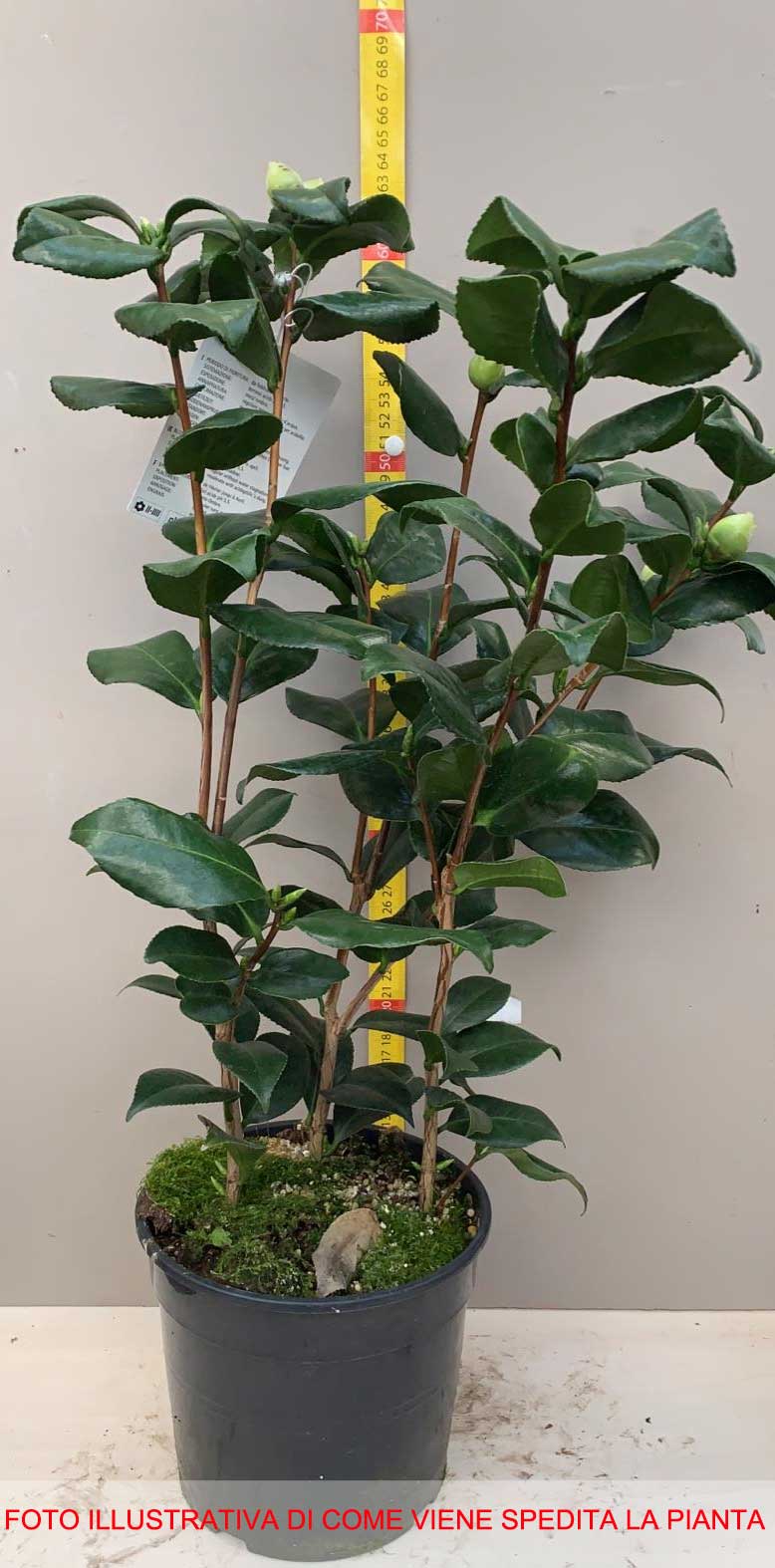 CAMELIA JAPONICA DR. BURNSIDE VASO 17CM