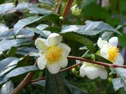 CAMELIA  SINENSIS LA PIANTA DEL TE' VASO 17CM