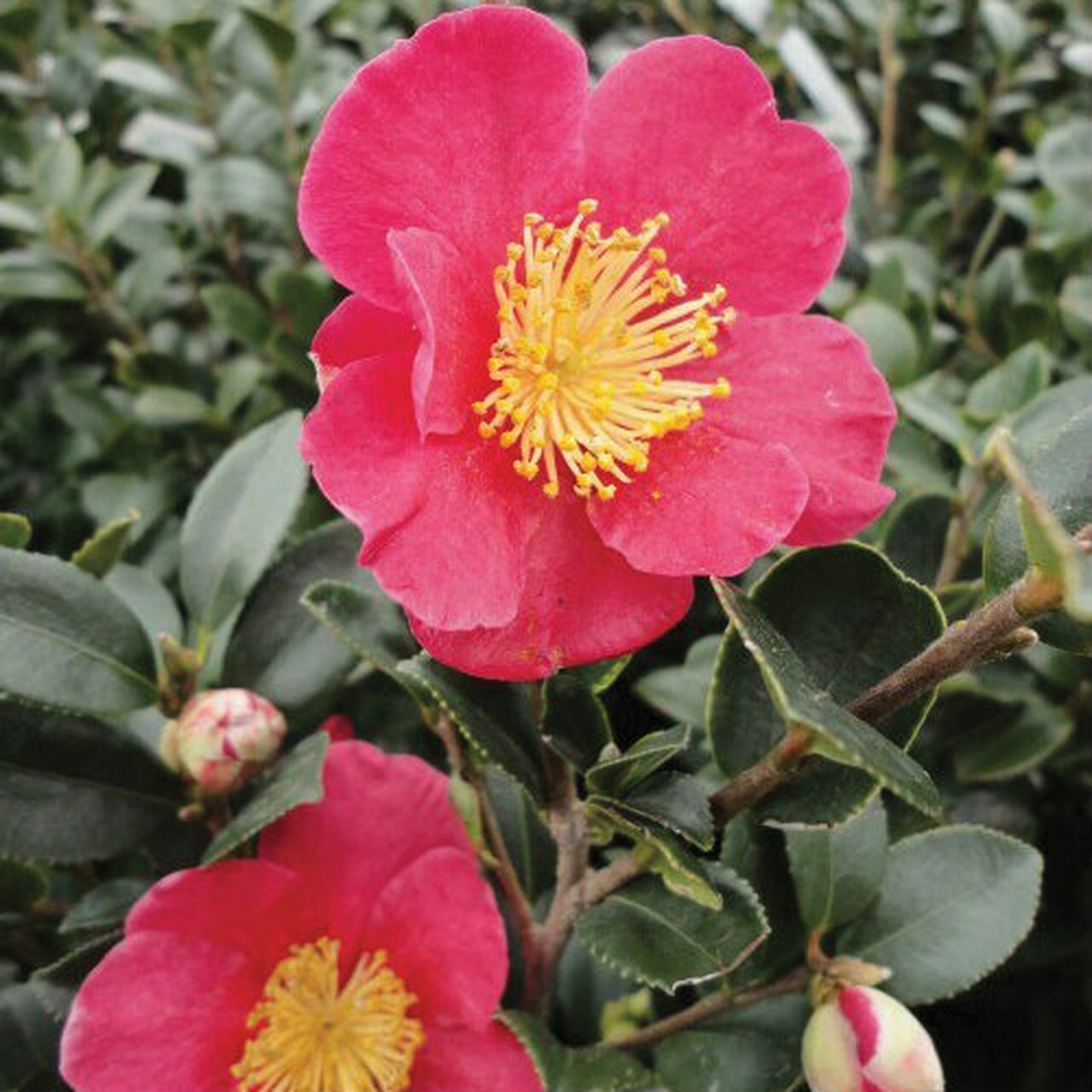 CAMELIA SASANQUA YULETIDE VASO 15CM