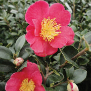 CAMELIA SASANQUA YULETIDE VASO 15CM