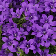 CAMPANULA AMBELLA FUCSIA/ROSA SCURO ASSORTITO VASO 10.5CM