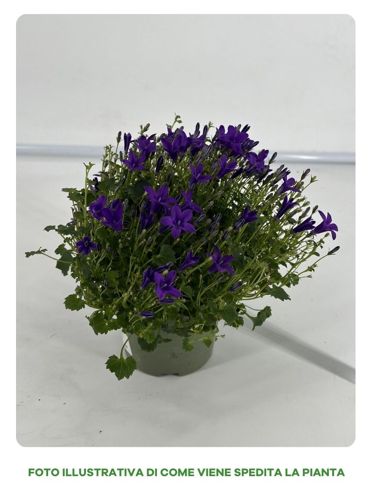 CAMPANULA GET ME BLU VASO 10CM