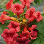 BIGNONIA CAMPSIS RADICANS STROMBOLI VASO 18CM