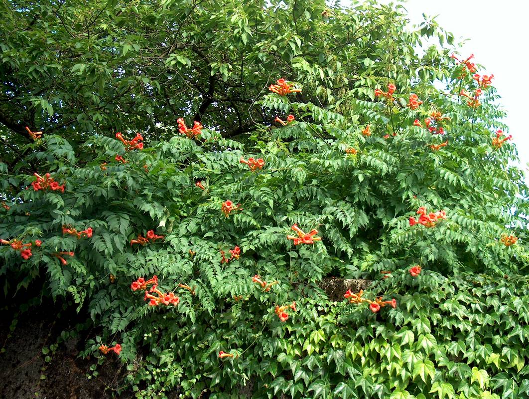 BIGNONIA CAMPSIS RADICANS VASO 18CM