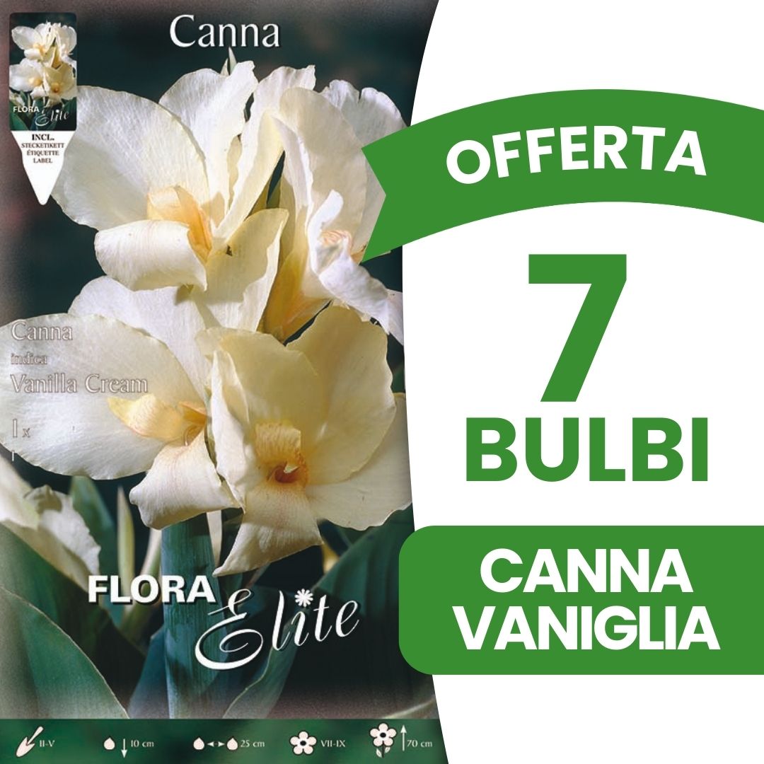 OFFERTA 7 BULBI CANNA VANILLA CREAM